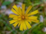 genus Hieracium. Соцветие-корзинка. Тверская обл., Кимрский р-н, окр. дер. Нутромо, край заболоченного участка в сосново-еловом бору, зеленомошная кочка на песчаной почве. 20.07.2023.