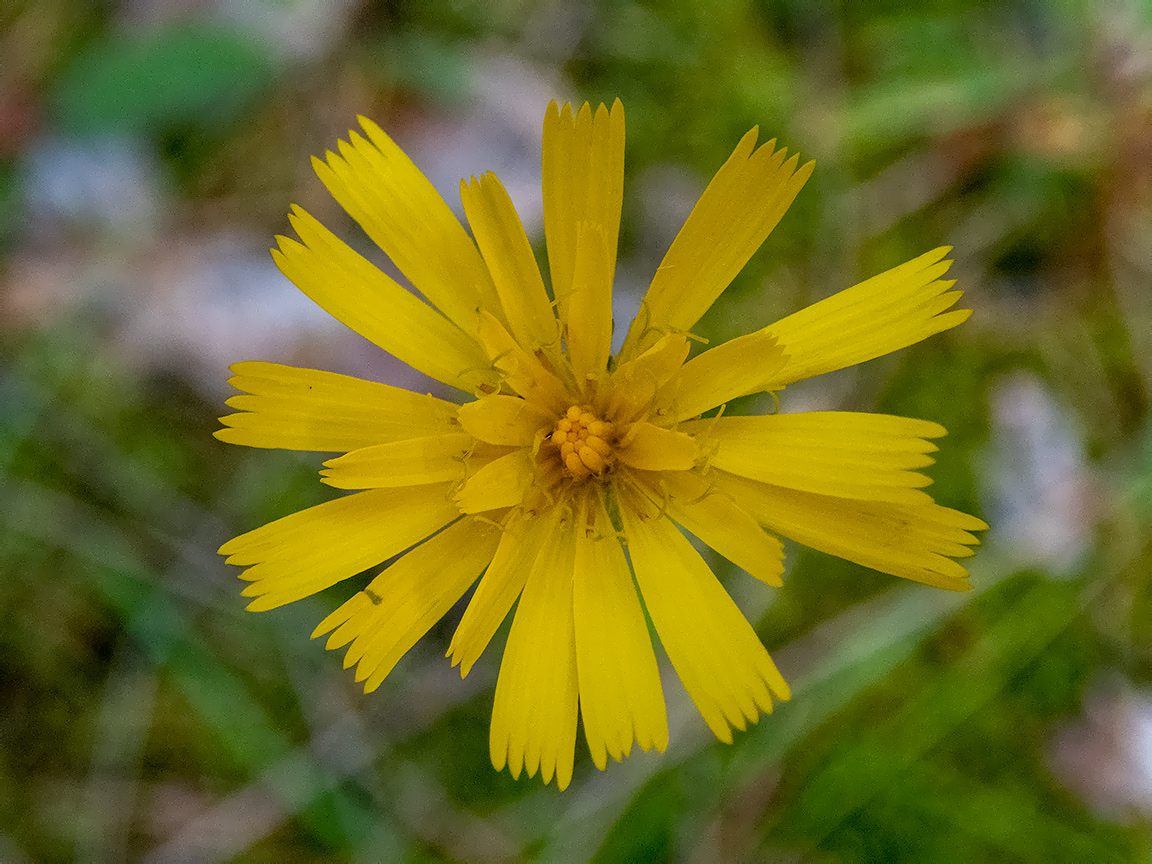 Изображение особи род Hieracium.