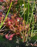 Drosera rotundifolia