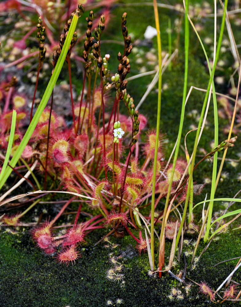 Image of Drosera rotundifolia specimen.