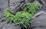 Rhodiola integrifolia. Отцветшие растения. Курильские о-ва, о-в Итуруп, окр. мыса Одесский, на скале. 21.08.2023.