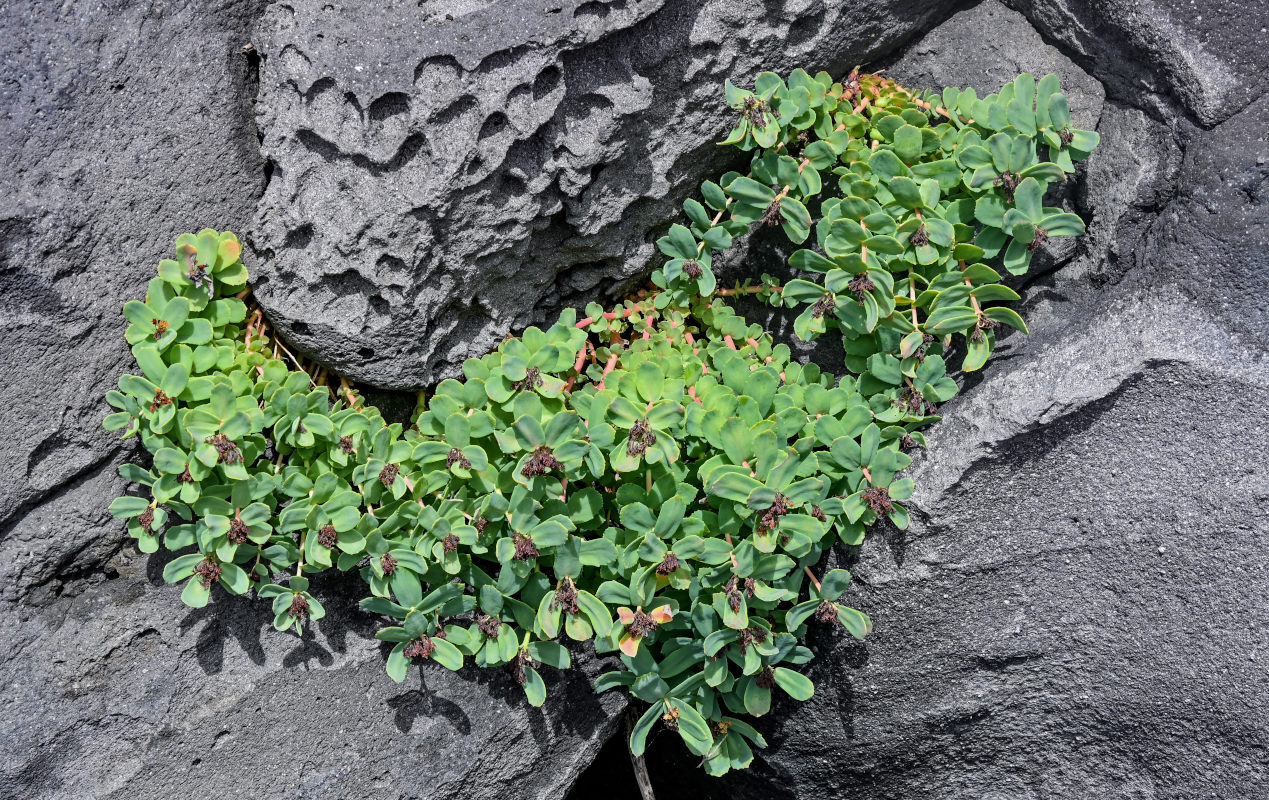Image of Rhodiola integrifolia specimen.