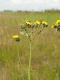 Pilosella cymosa. Общее соцветие. Ульяновская обл., Мелекесский р-н, окр. с. Приморское, луг с участками засоления. 25.06.2023.