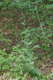 Pyrethrum corymbosum