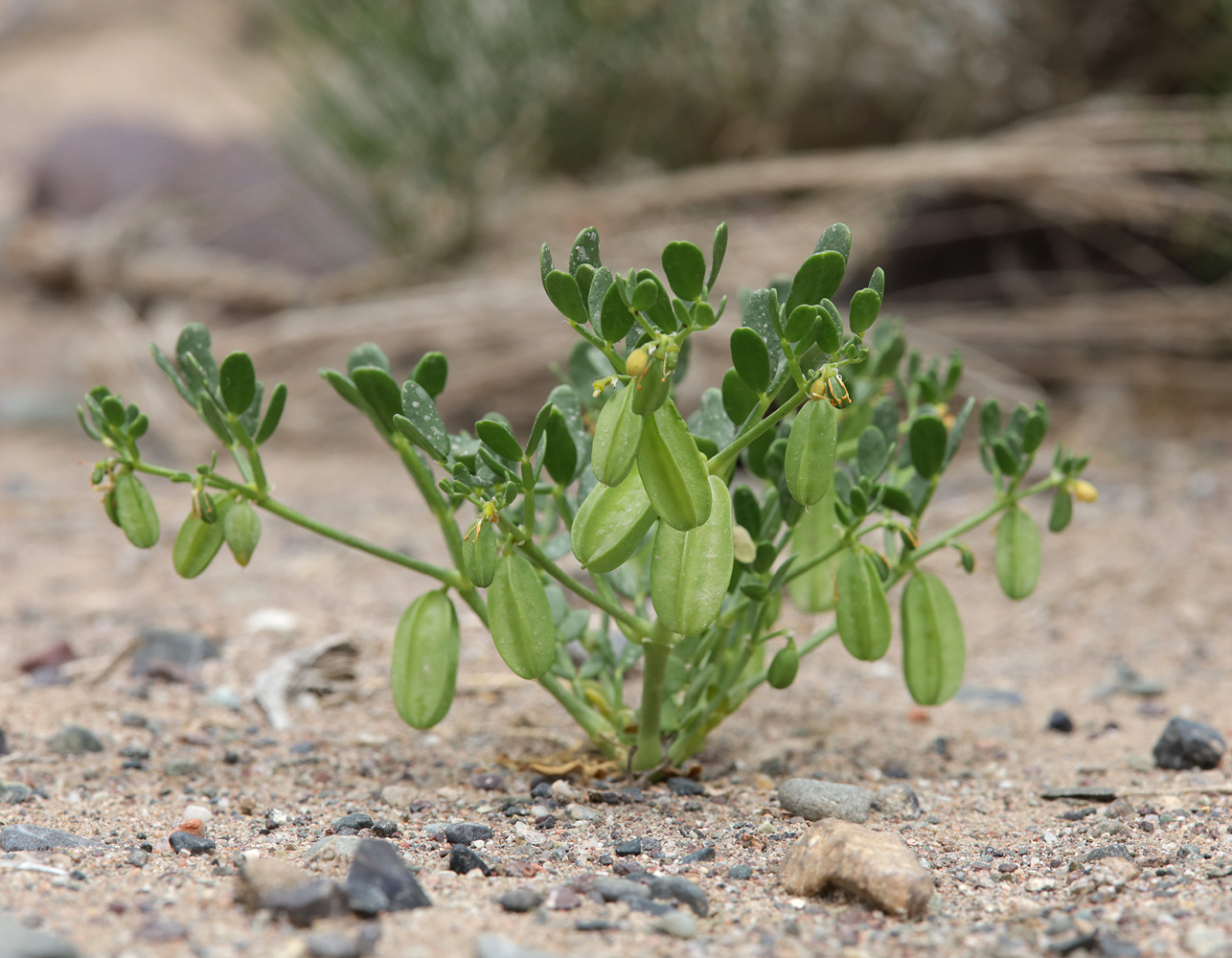 Image of Zygophyllum lehmannianum specimen.