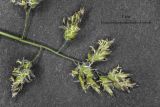 Poa supina