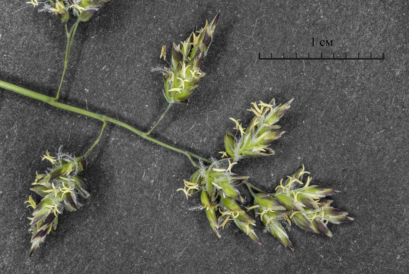Image of Poa supina specimen.