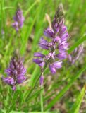 Polygala comosa. Соцветия. Ярославская обл., Любимский р-н, д. Хабалево, берег р. Куза. 24.05.2010.