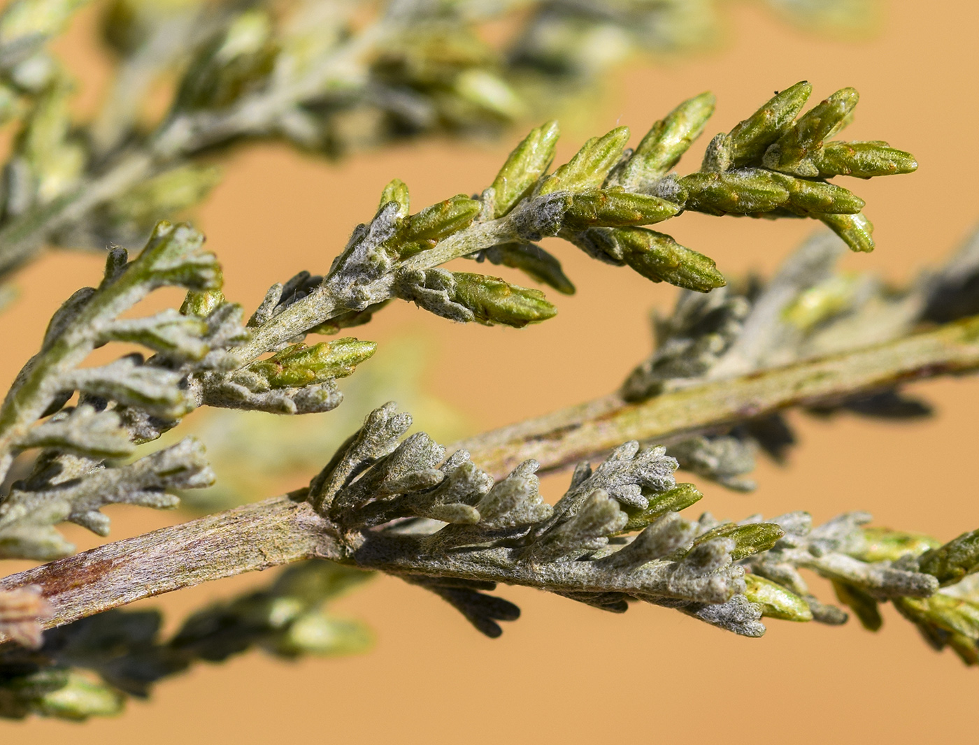 Image of Artemisia caerulescens ssp. gallica specimen.