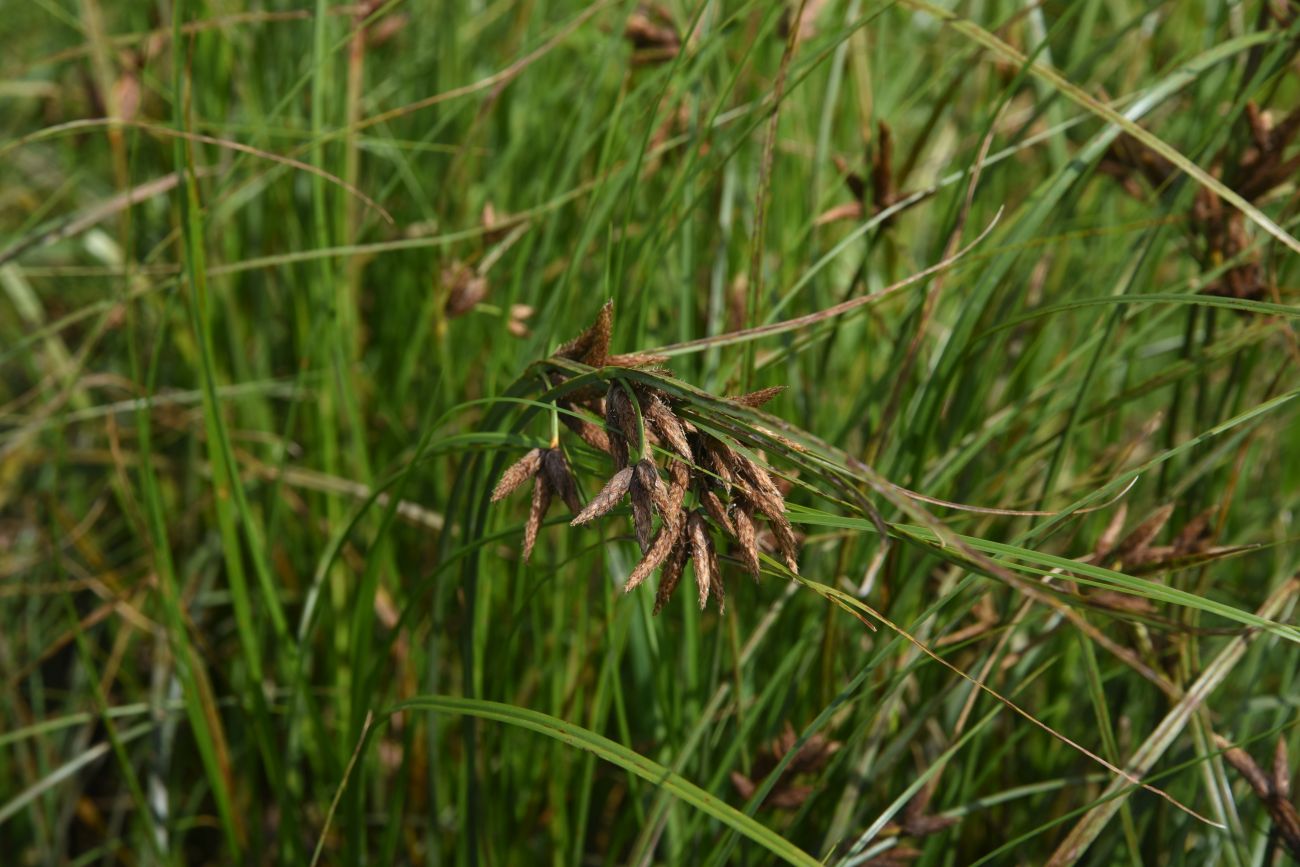 Image of genus Bolboschoenus specimen.