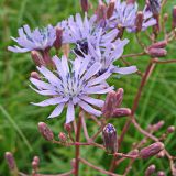 Lactuca sibirica