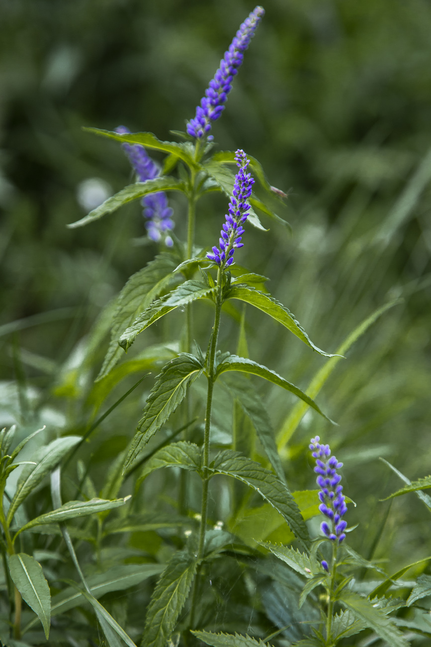 Image of Veronica longifolia specimen.