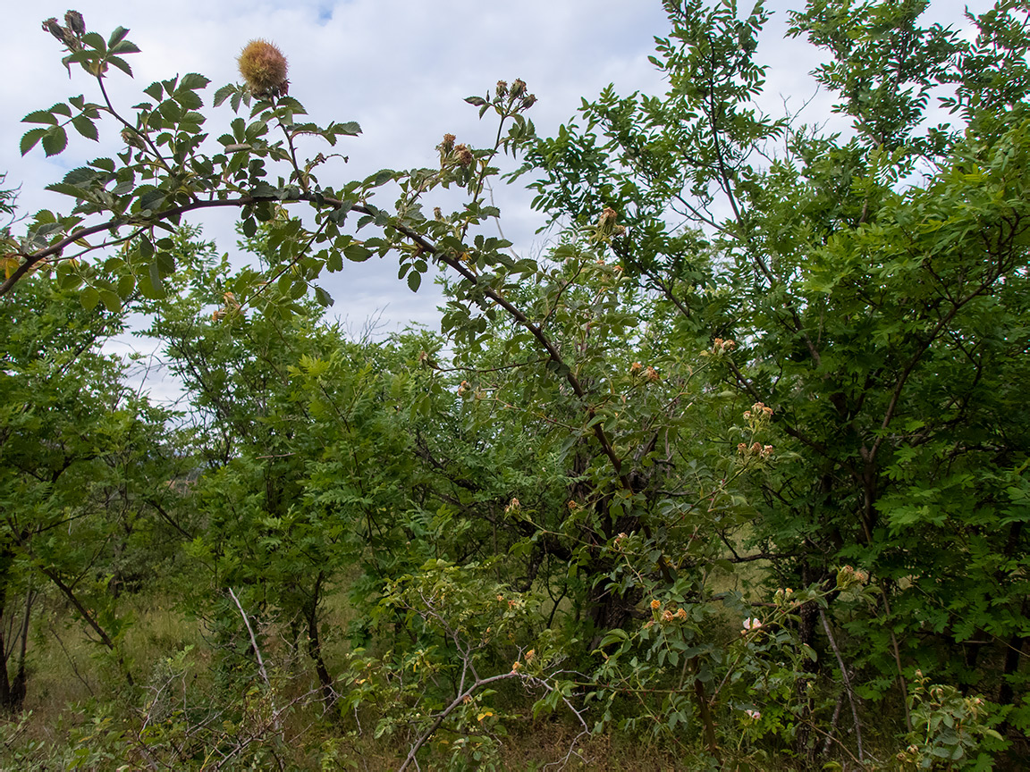 Image of Rosa corymbifera specimen.