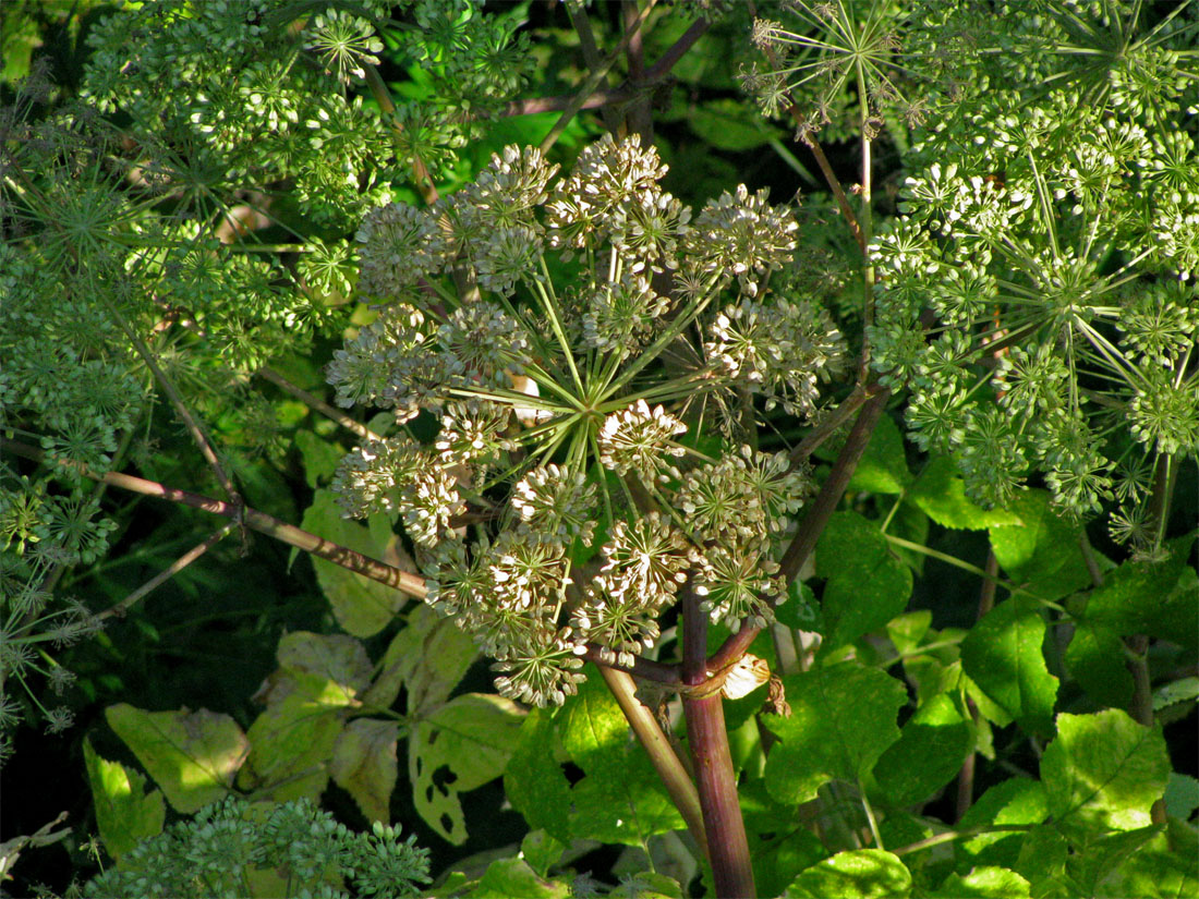 Изображение особи Archangelica officinalis.