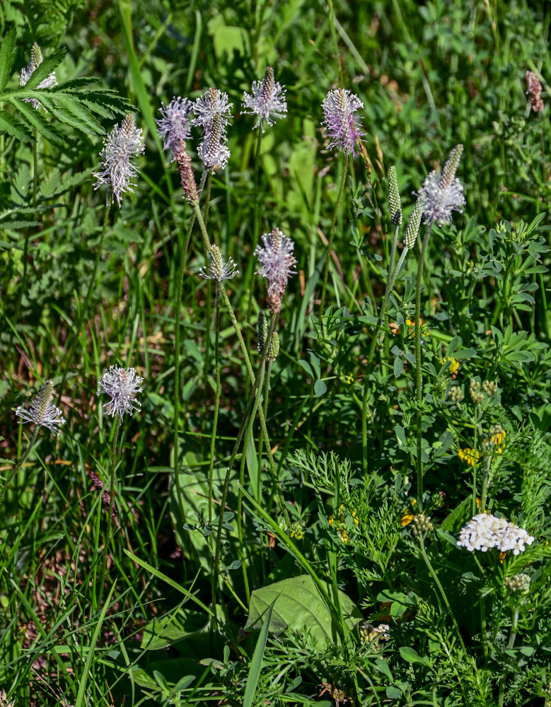 Image of Plantago media specimen.