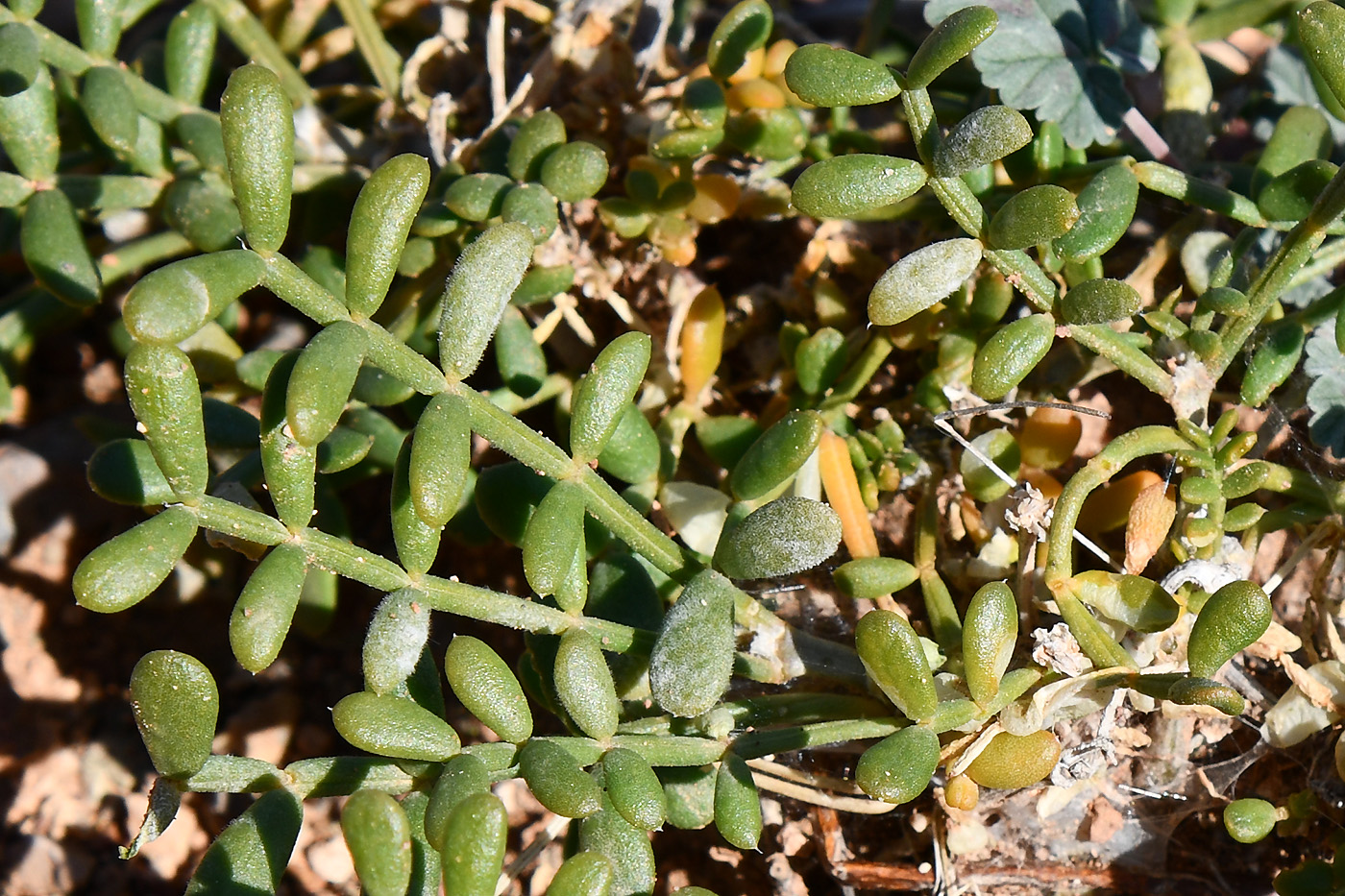 Изображение особи Zygophyllum kegense.