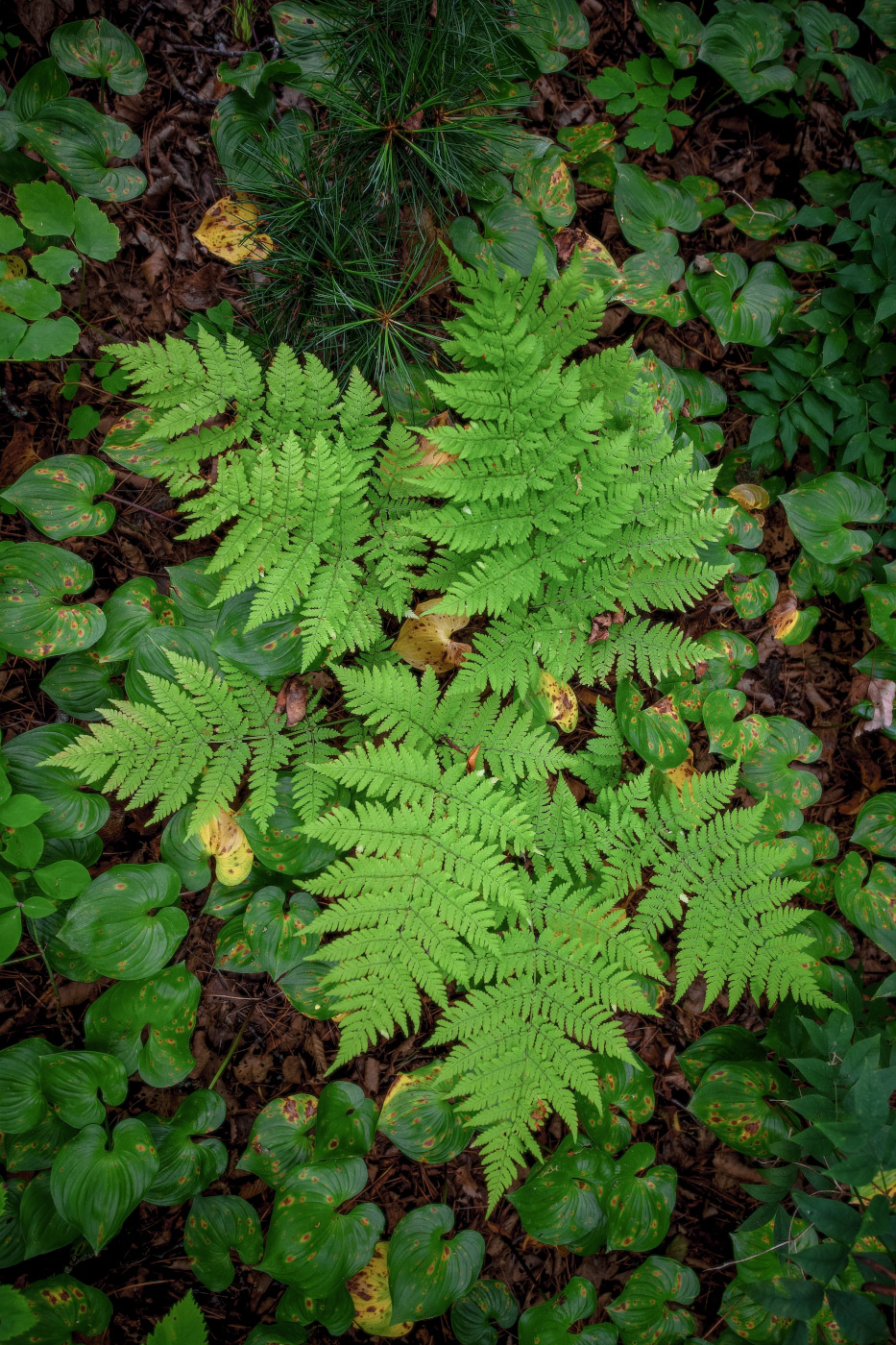 Image of Dryopteris expansa specimen.