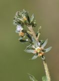 Reseda phyteuma