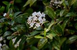 Viburnum tinus. Верхушка ветви с соцветием. Краснодарский край, Сочи, Хостинский р-н, парк \"Дендрарий\", в культуре. 13.03.2025.