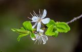 род Prunus