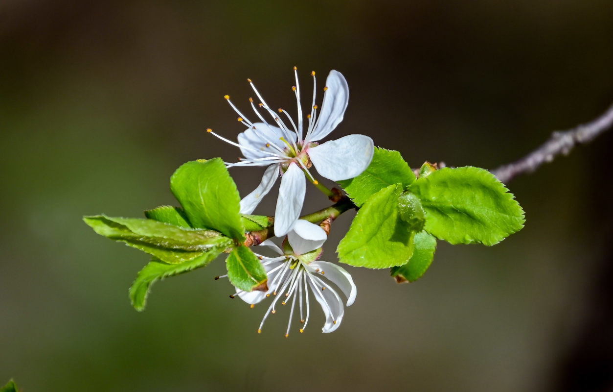 Image of Prunus cerasifera specimen.