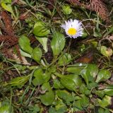 Bellis perennis