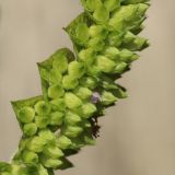 Elsholtzia ciliata. Незрелые плоды и цветок. Беларусь, Витебская обл., пос. Езерище, частная усадьба, рудерально-луговая растительность у старой конюшни. 31.08.2024.