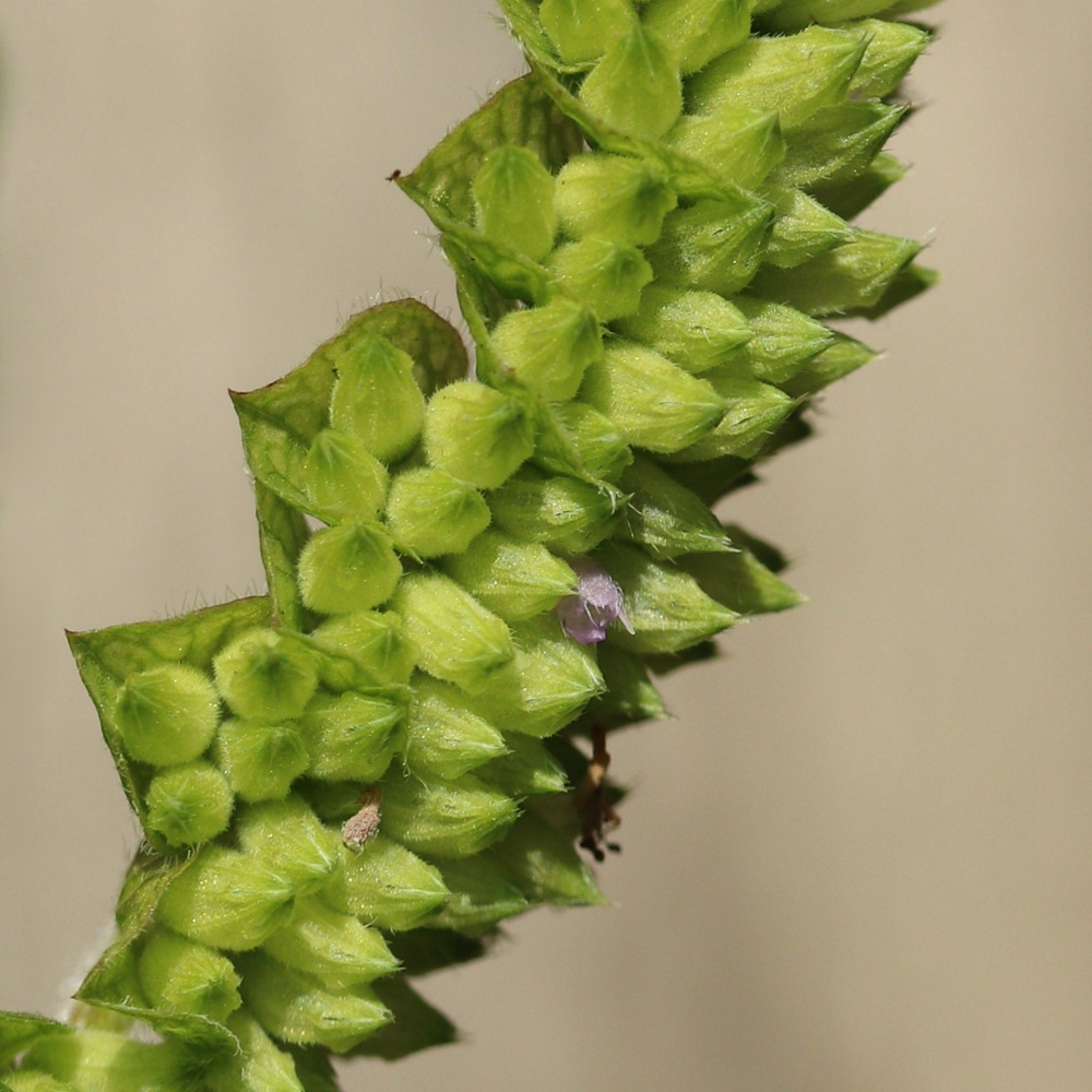 Image of Elsholtzia ciliata specimen.
