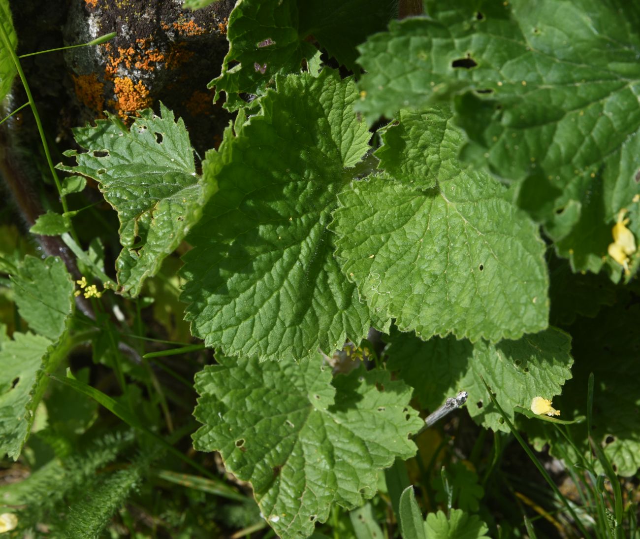Image of Scrophularia chrysantha specimen.