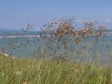 семейство Poaceae