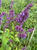 Salvia verticillata