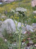 Pilopleura tordyloides