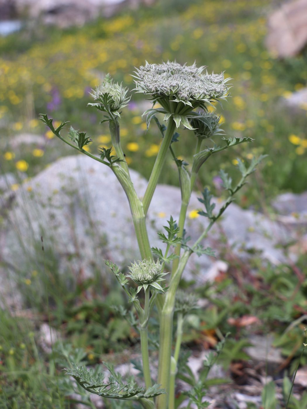 Изображение особи Pilopleura tordyloides.