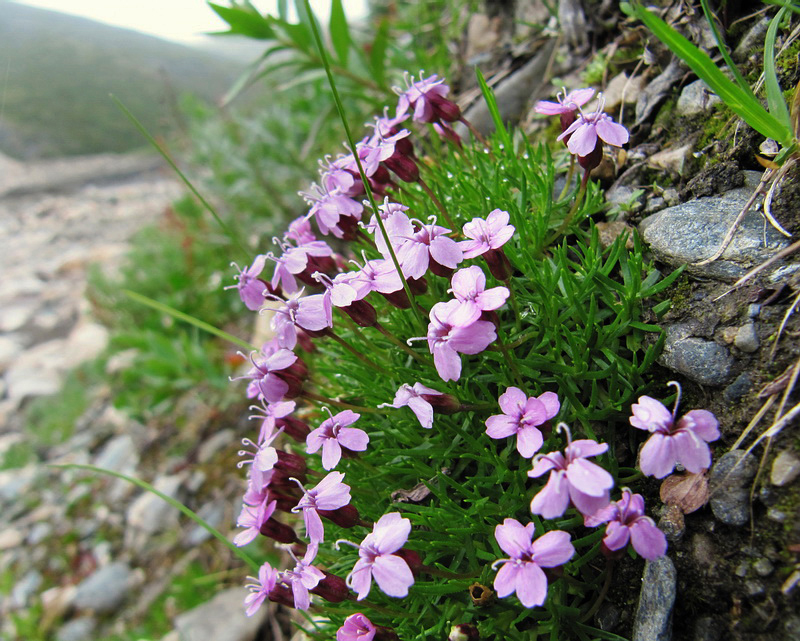 Изображение особи Silene acaulis.