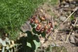 Euphorbia armena. Соцветие. Турция, ил Ван, р-н Битлис, восточный склон горы Немрут, сырт Магара, горная степь. 21 мая 2025 г.