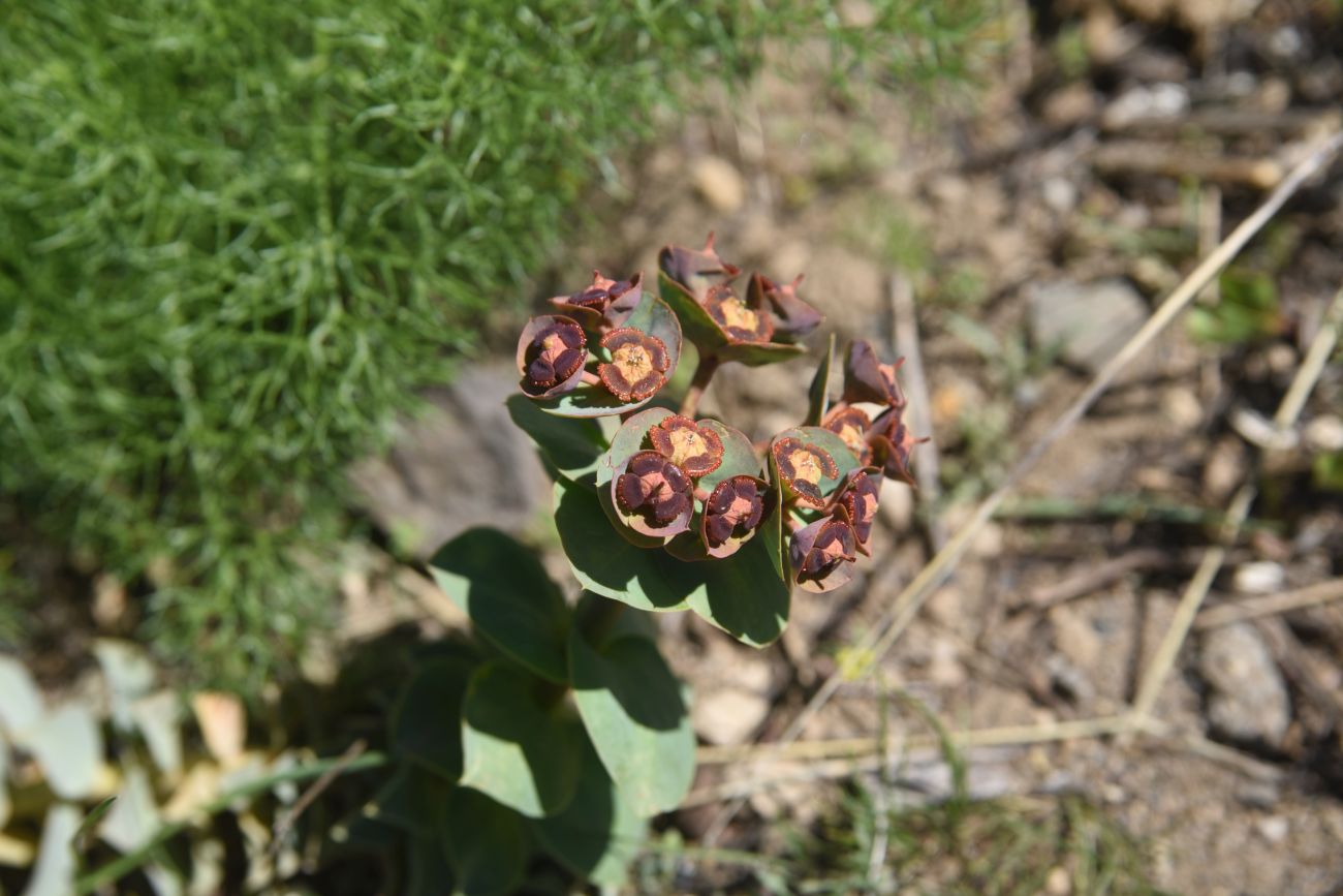 Изображение особи Euphorbia armena.