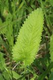 Betonica officinalis