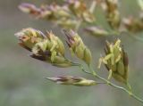 Sorghum halepense