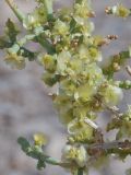 Arthrophytum balchaschense. Плоды. Казахстан, Жетысуская обл., Панфиловский р-н, отроги Джунгарского Алатау, горы Долонтау, пестроцветы. 20 сентября 2025 г.