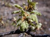 Quercus pubescens. Часть веточки с молодым побегом. Крым, окр. пос. Новый Свет, государственный ботанический заказник \"Новый Свет\", гора Караул-Оба, скалистый западный склон. 14.04.2025.