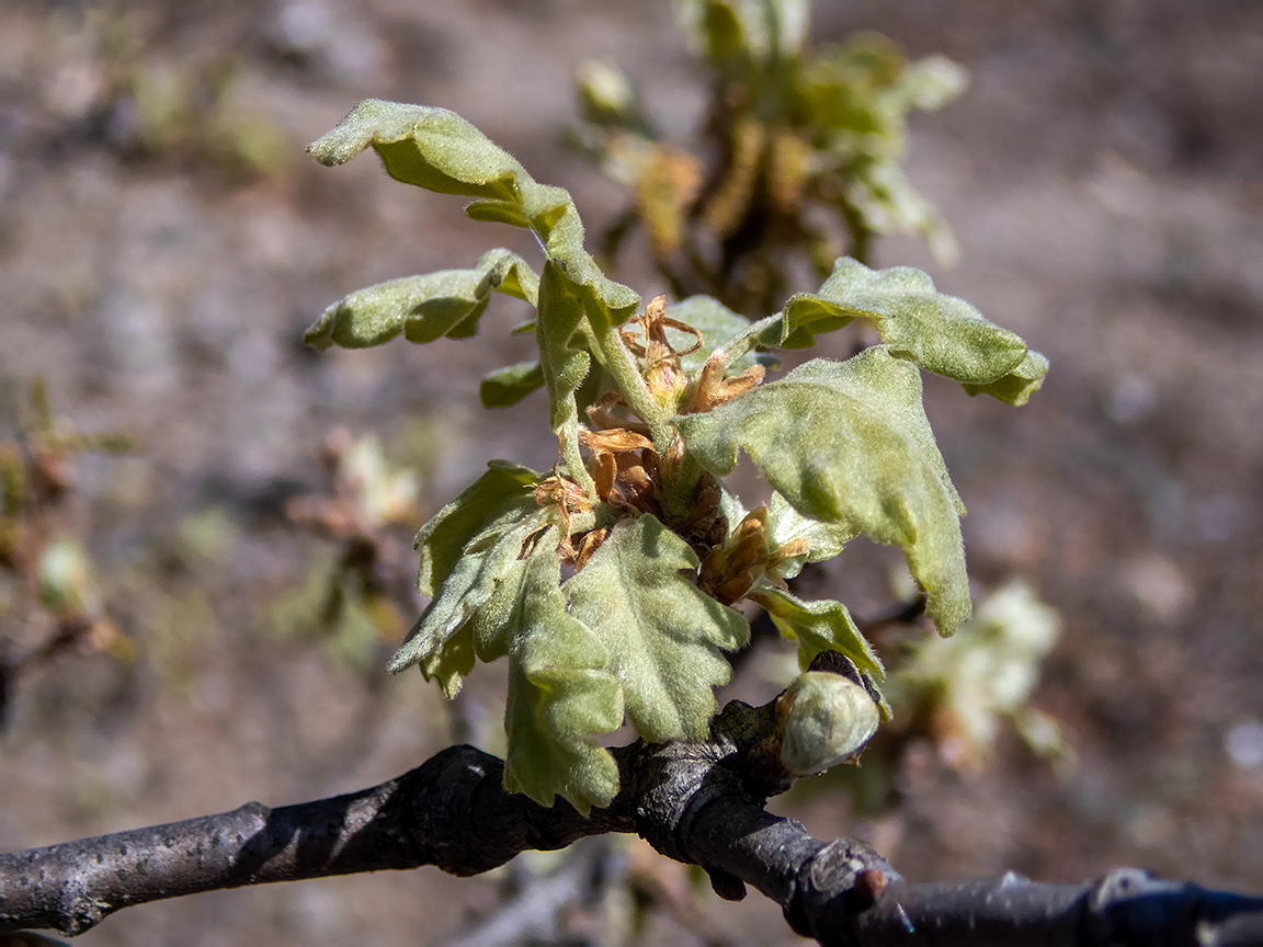 Изображение особи Quercus pubescens.