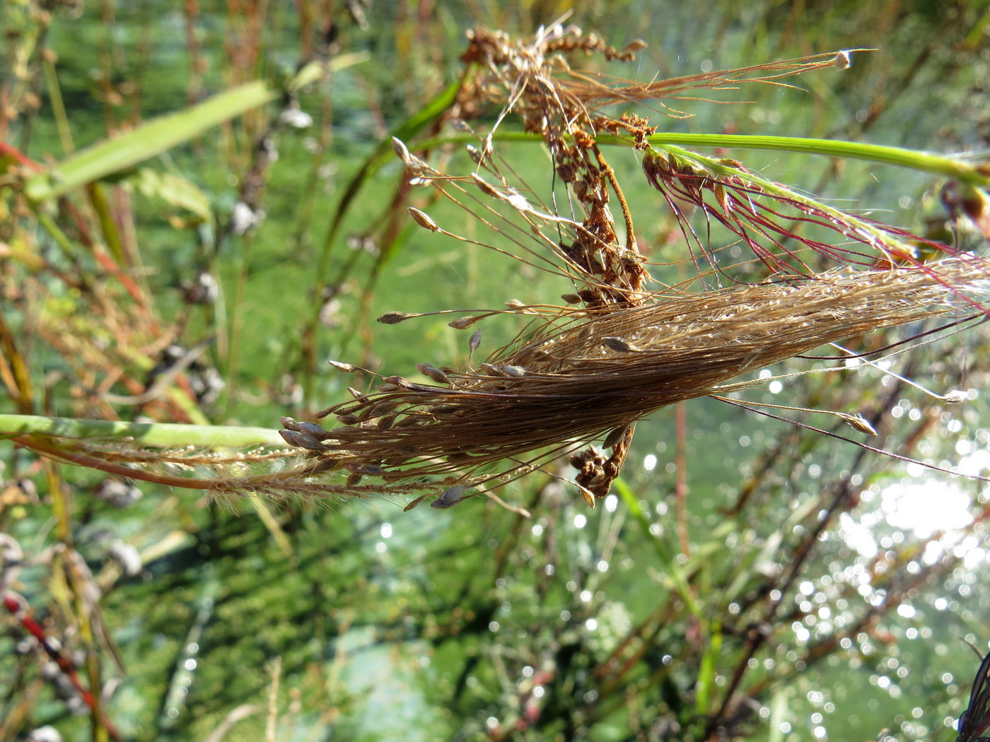 Image of Echinochloa caudata specimen.
