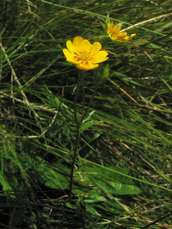 Image of Potentilla aurea specimen.