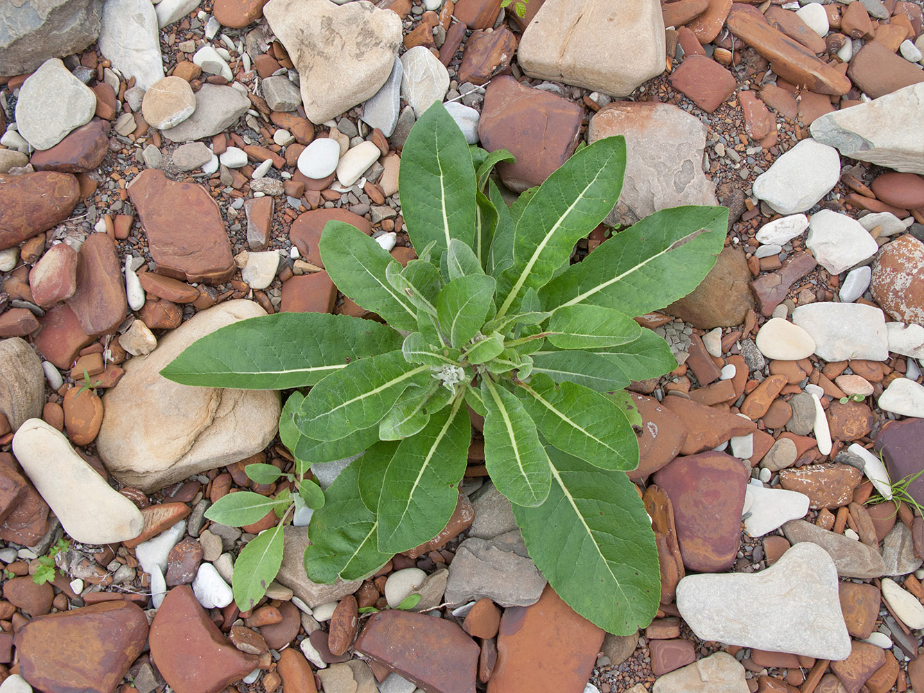 Изображение особи Verbascum gnaphalodes.
