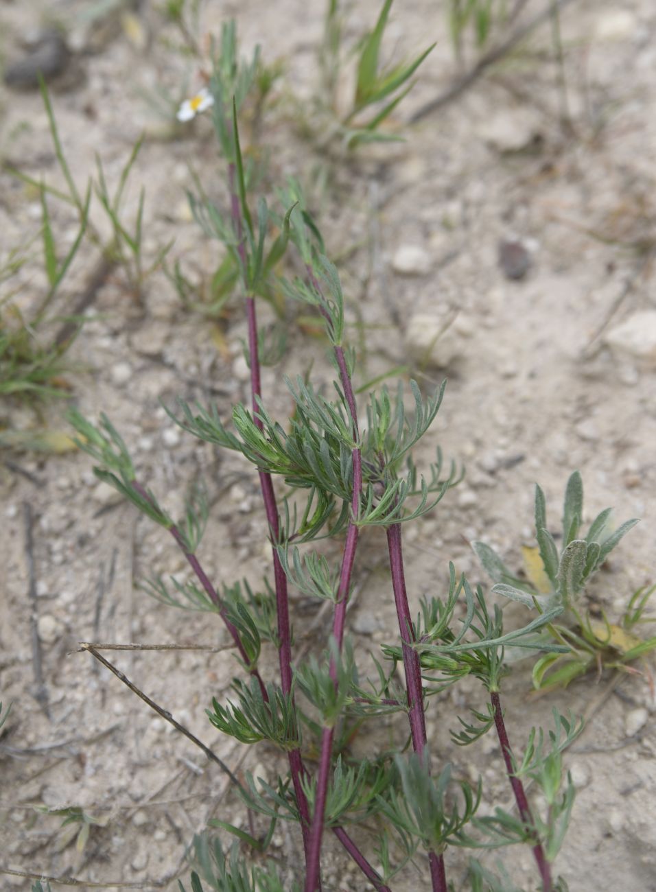 Image of Artemisia scoparia specimen.