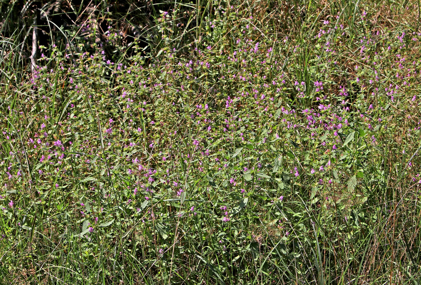 Image of Galeopsis ladanum specimen.