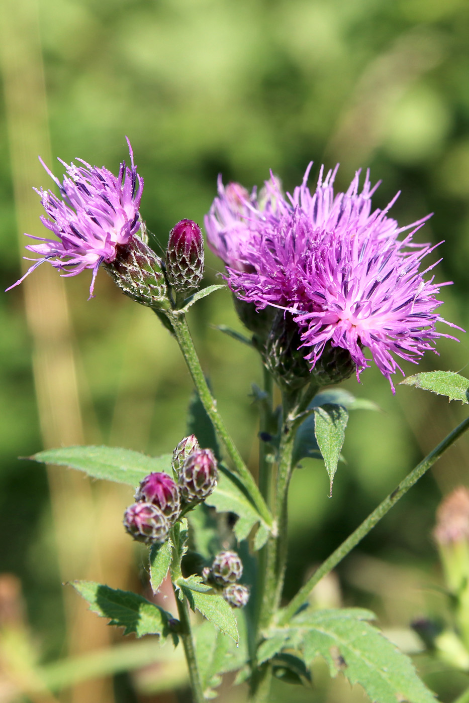 Изображение особи Serratula tinctoria.