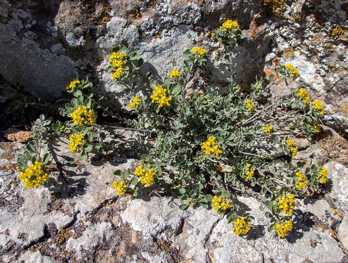 Изображение особи род Odontarrhena.