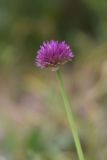 genus Allium. Соцветие. Турция, ил Хаккари, верховья р. Бейазсу, Кырыкдаг Яйла, правый борт долины в 1,5 км ниже базового лагеря, выс. ок. 2400 м н.у.м., на склоне. 24 мая 2025 г.