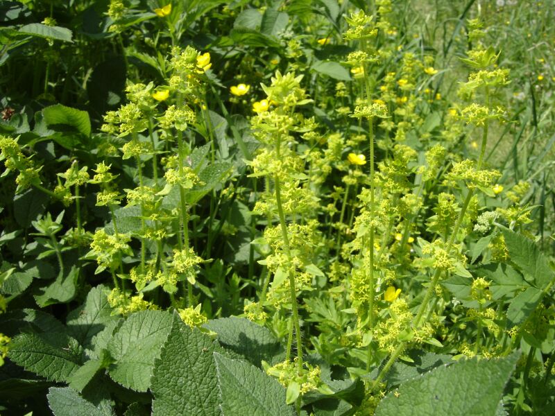 Image of Cruciata laevipes specimen.